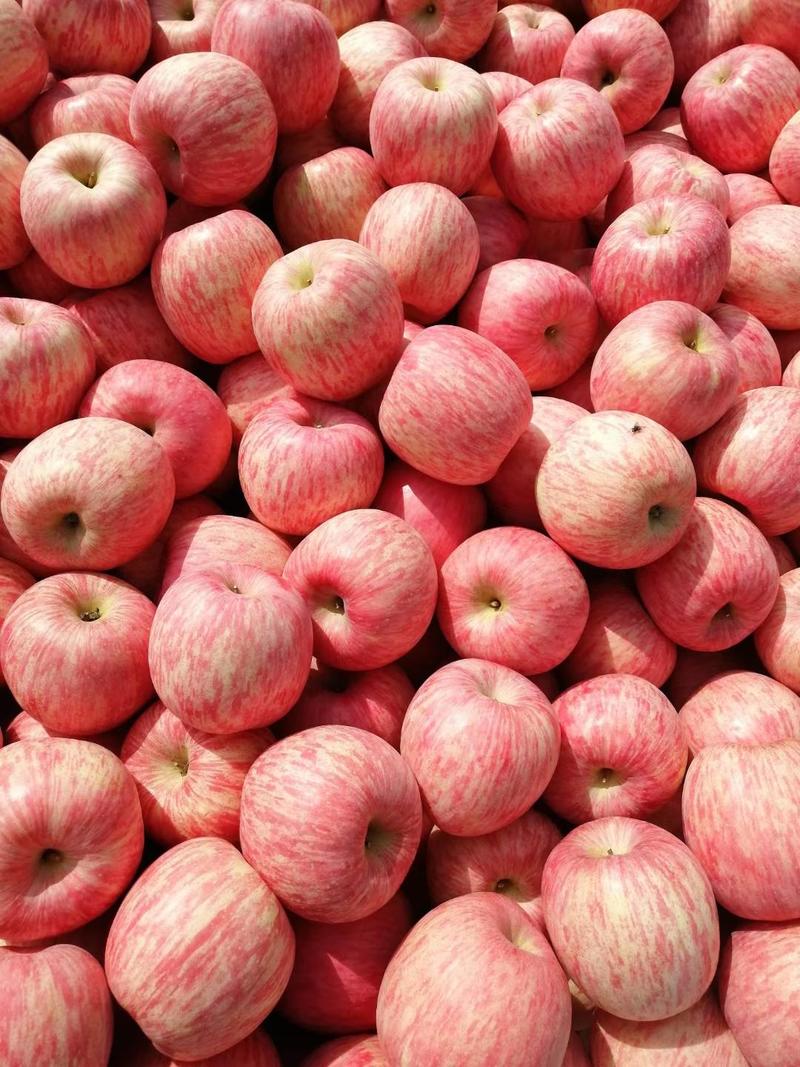 苹果树苗，红富士维纳斯黄金冰糖心苹果苗正品签约，包邮