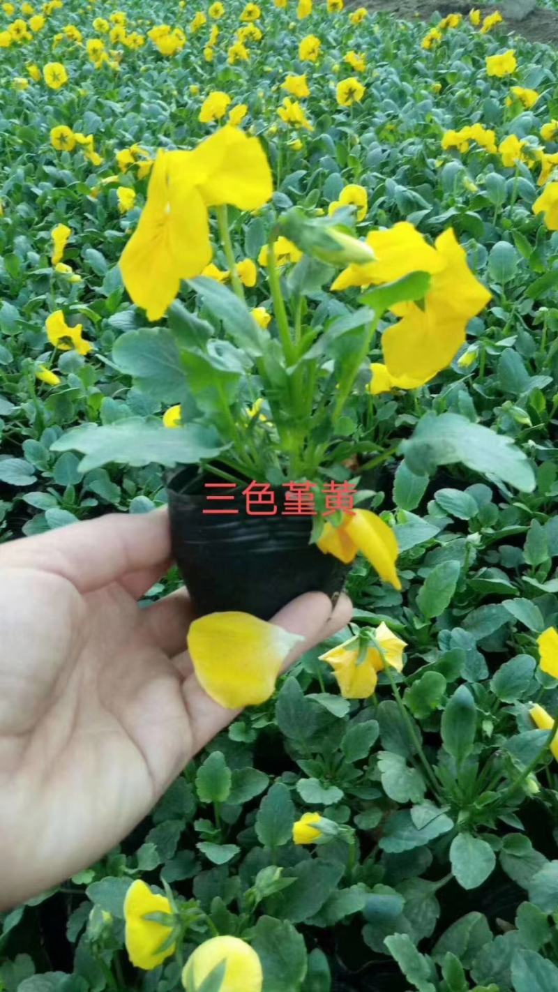 精品三色堇蝴蝶梅颜色齐全多品种规格一手货源