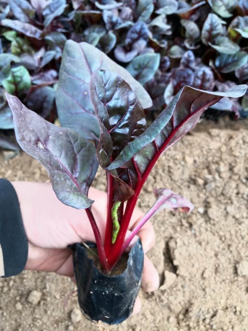 精品红叶菠菜（红叶甜菜）抗冻型草花基地直销货源充足