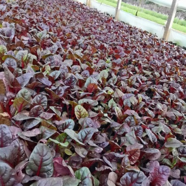 精品红叶菠菜(红叶甜菜)抗冻型草花基地直销货源充足