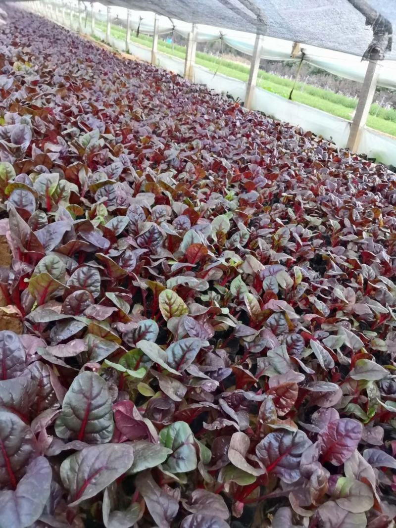 精品红叶菠菜（红叶甜菜）抗冻型草花基地直销货源充足