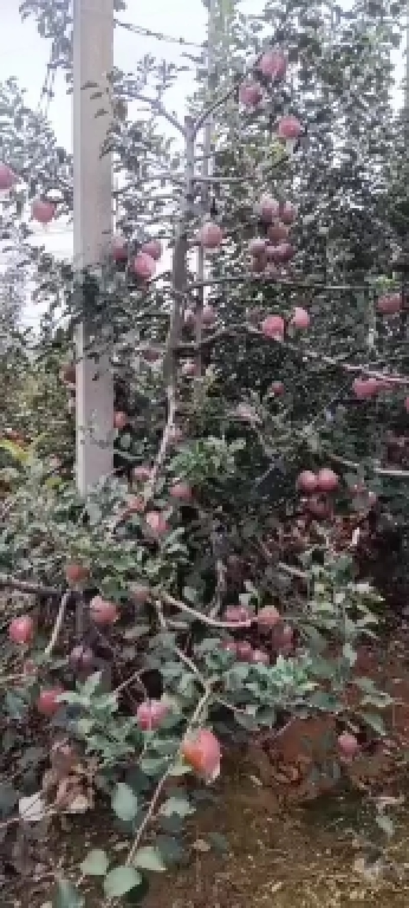 山东优质红富士苹果产地批发市场直发