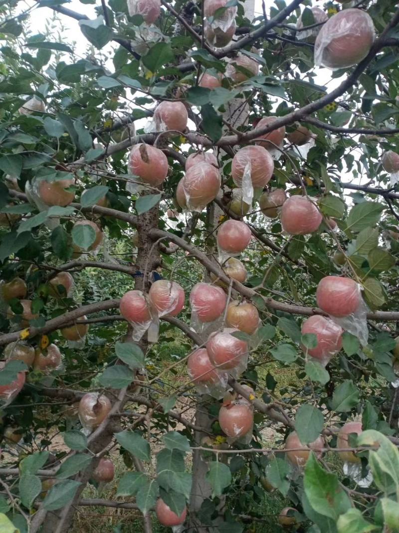 山东优质红富士苹果产地批发市场直发