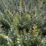 出售绿化工程用水蜡高度50公分