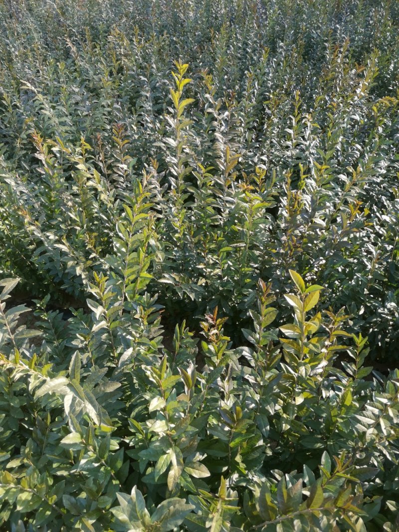 出售绿化工程用水蜡高度50公分