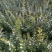 出售绿化工程用水蜡高度50公分
