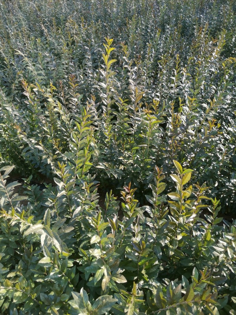 出售绿化工程用水蜡高度50公分