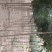 大叶女贞大量供应大叶女贞2_8公分欢迎新老顾客