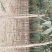 大叶女贞大量供应大叶女贞2_8公分欢迎新老顾客