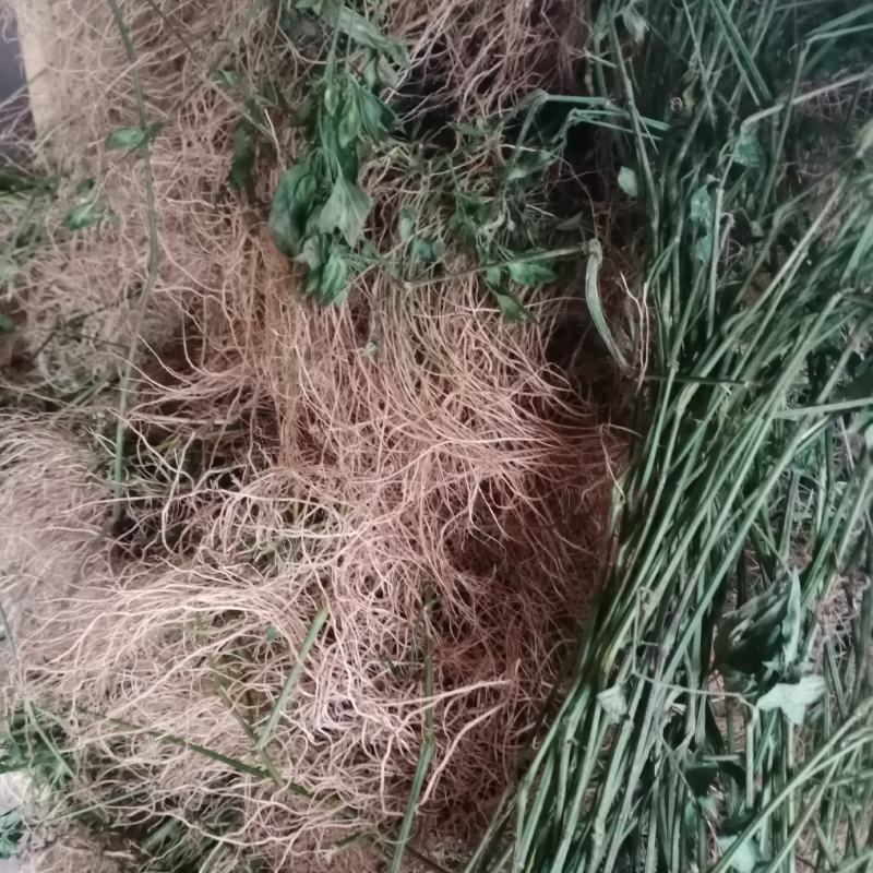 九头狮子草十万错九头狮子草切断2~3公分色青干货