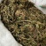 甘松水货新货纯青甘松