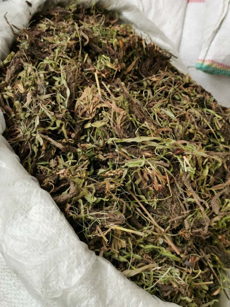甘松水货新货纯青甘松