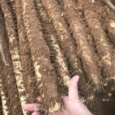 2022年山西白玉山药～大量上市