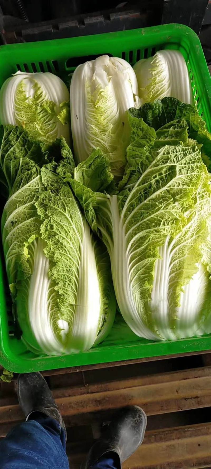 大白菜已经大量上市。价格优惠。成亩产量