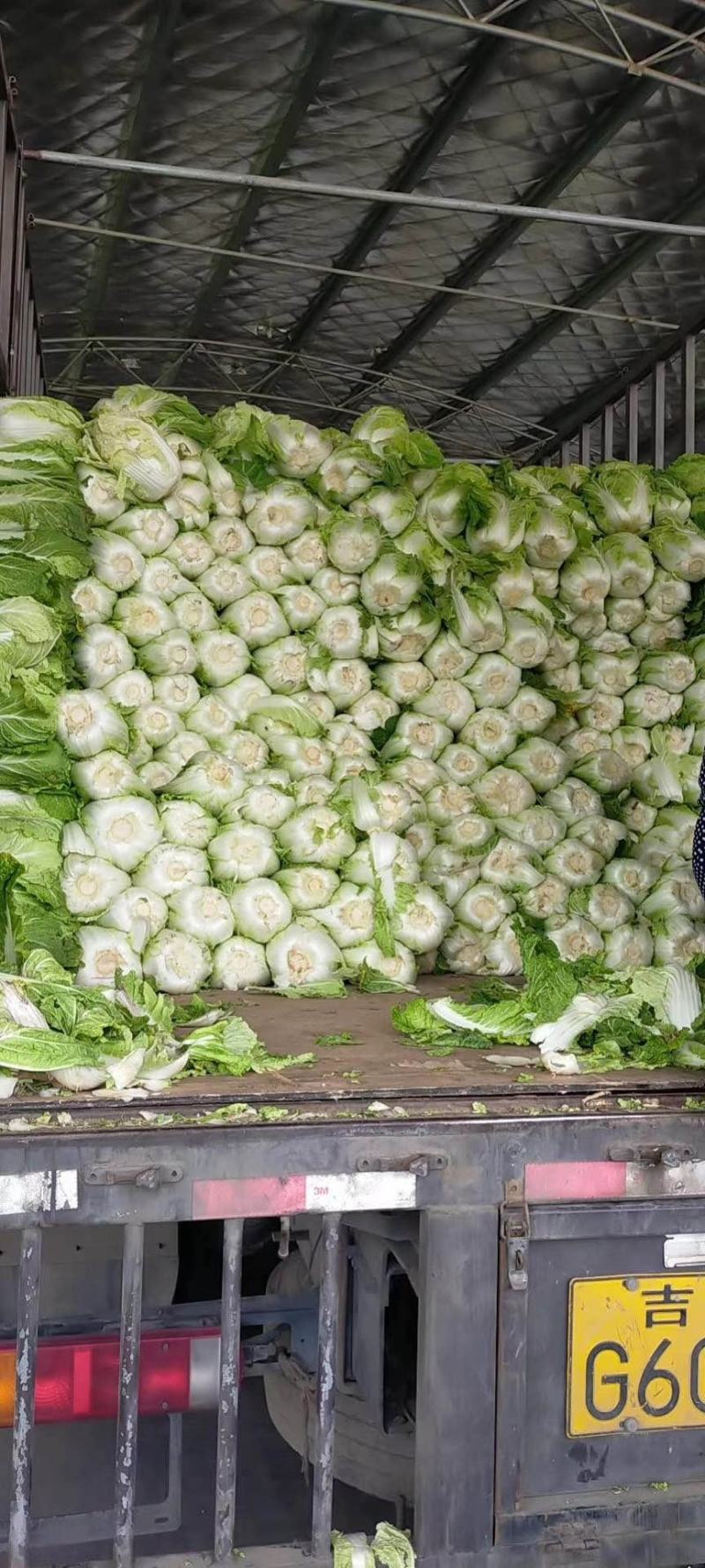 大白菜已经大量上市。价格优惠。成亩产量