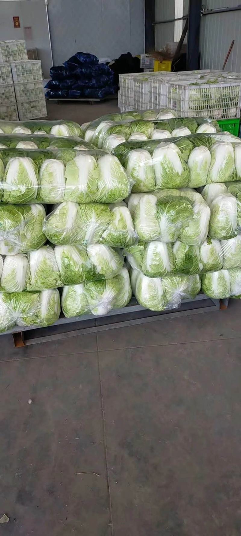 大白菜已经大量上市。价格优惠。成亩产量