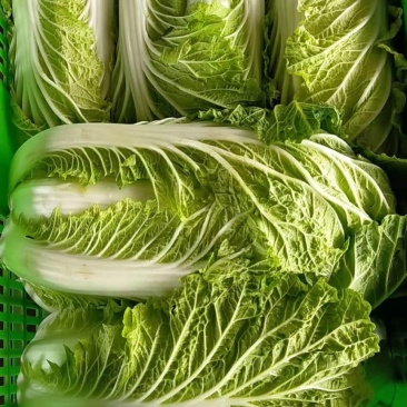 大白菜已经大量上市。价格优惠。成亩产量
