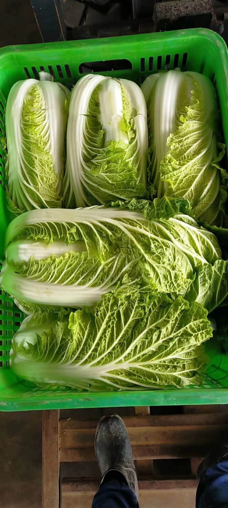 大白菜已经大量上市。价格优惠。成亩产量