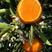 【优选】湖北纽荷尔脐橙农家货源皮薄汁多口感甜果园现发