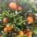 【优选】湖北纽荷尔脐橙农家货源皮薄汁多口感甜果园现发