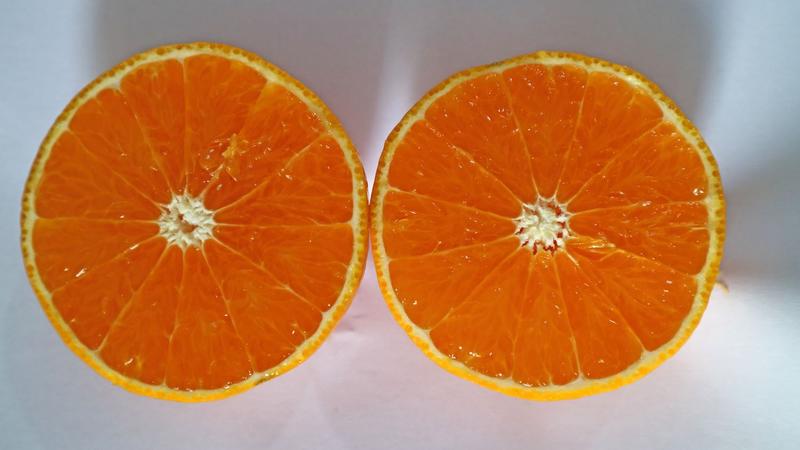 柑橘母本园。华美7号，柑橘枝条，欢迎实地考察