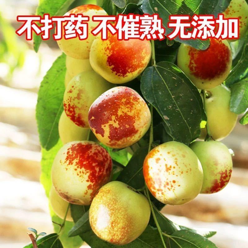 【顺丰包邮】陕西大荔冬枣脆甜新鲜水果净重3⃣斤