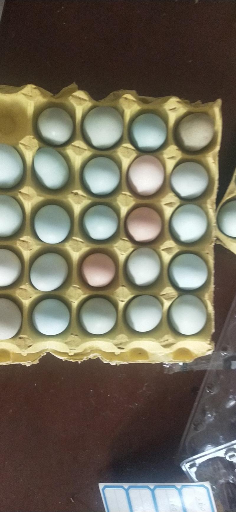 绿壳乌鸡蛋大量供应！