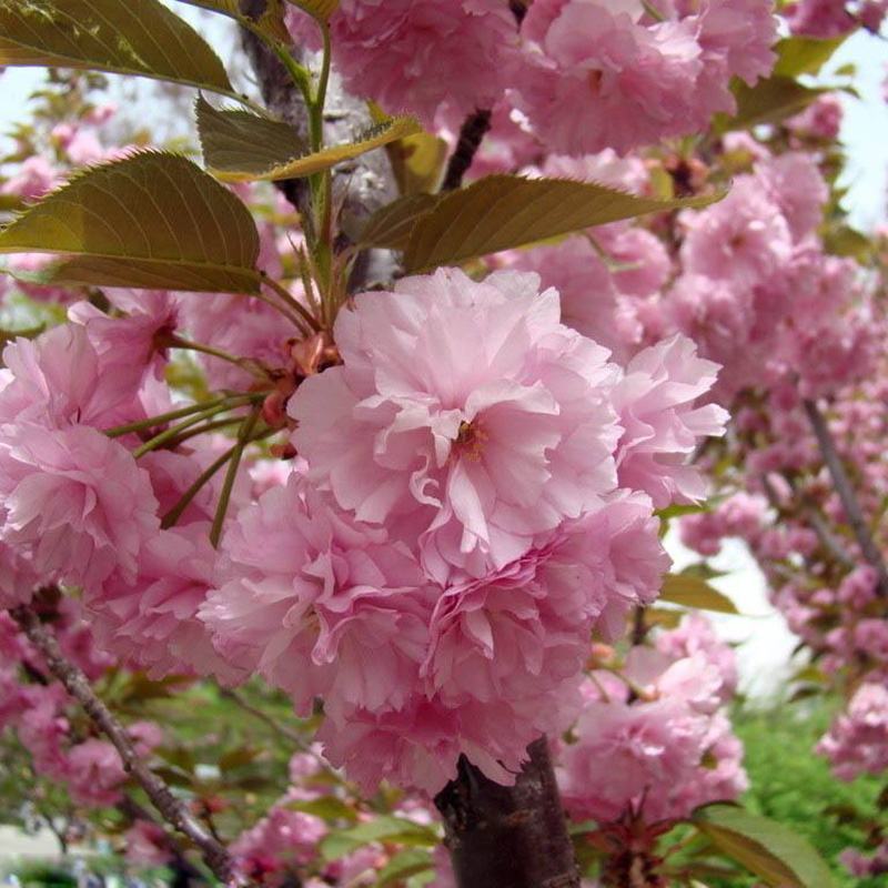 樱花苗樱花树苗日本樱花小苗嫁接早樱晚樱盆栽庭院绿化苗当年