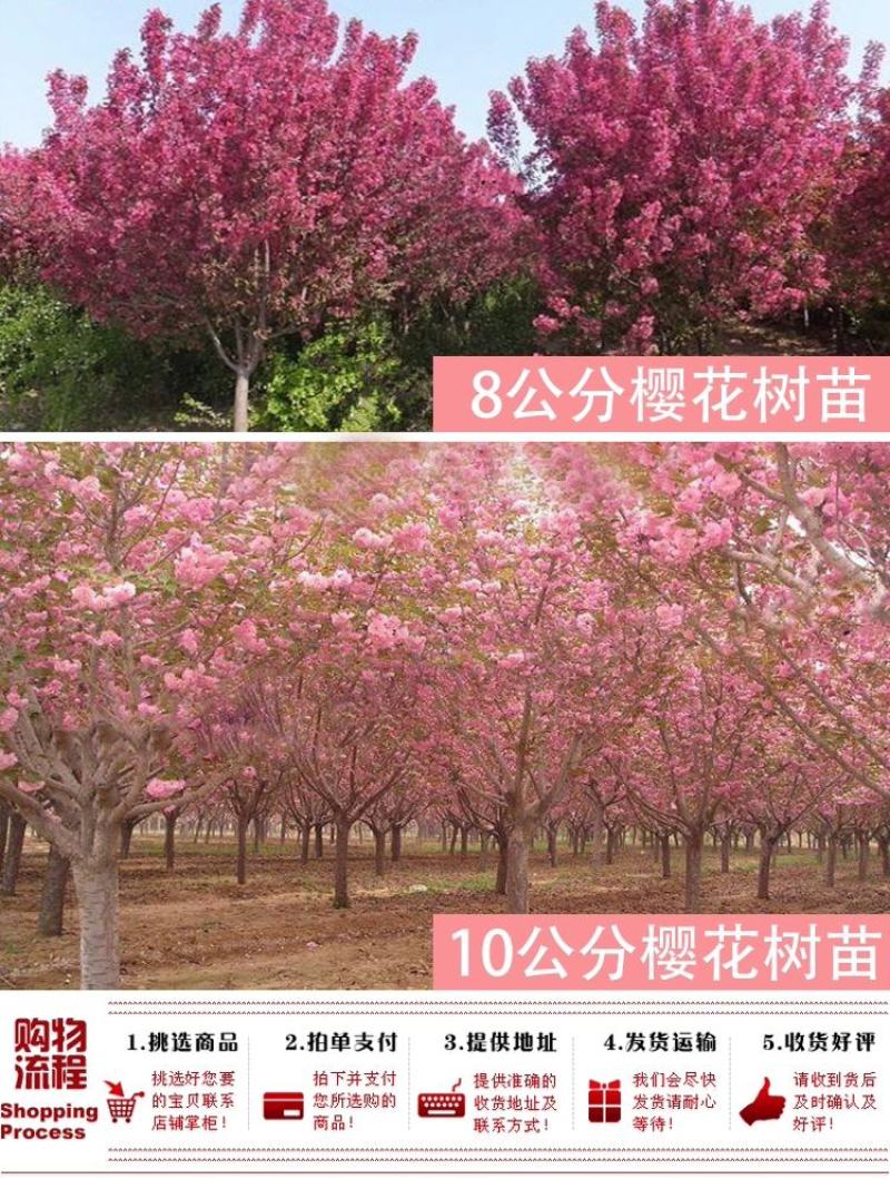 樱花苗樱花树苗日本樱花小苗嫁接早樱晚樱盆栽庭院绿化苗当年