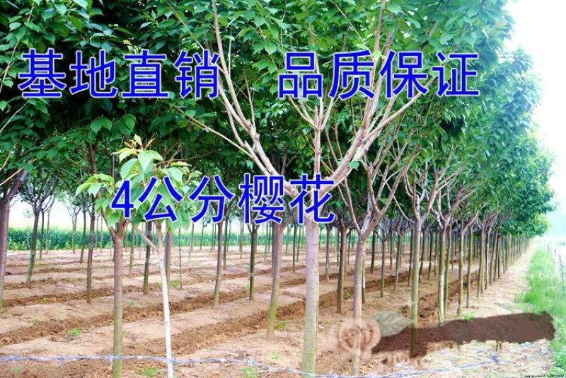 樱花苗樱花树苗日本樱花小苗嫁接早樱晚樱盆栽庭院绿化苗当年