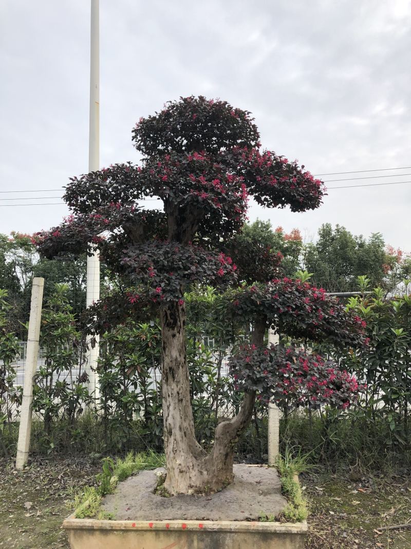 红花继木桩