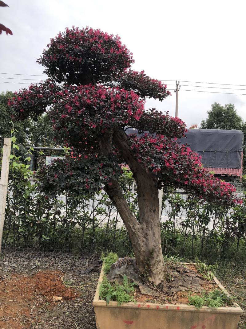 红花继木桩