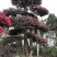 红花继木桩