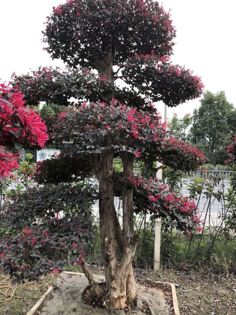 红花继木桩