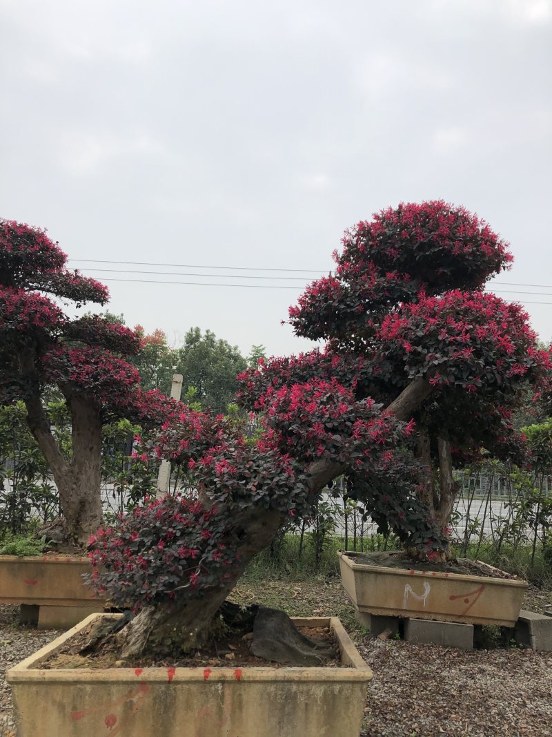 红花继木桩