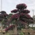 红花继木桩