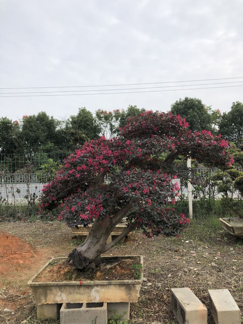 红花继木桩