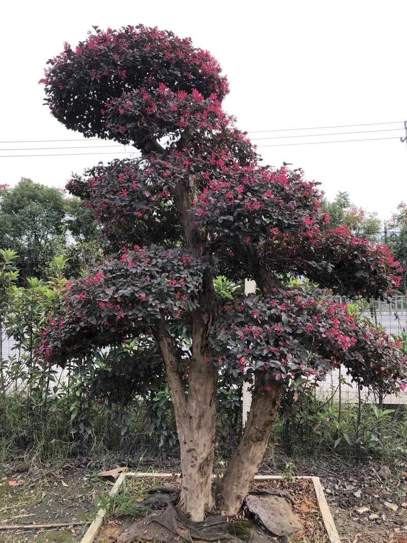红花继木桩