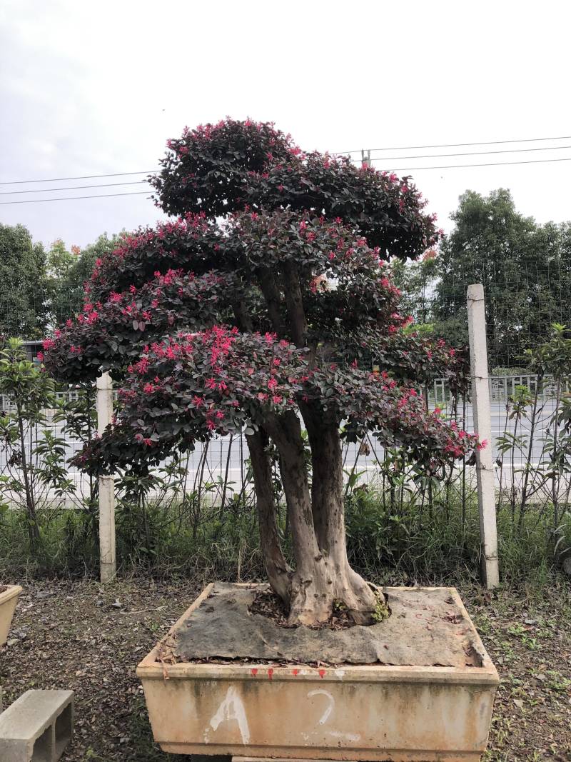 红花继木桩