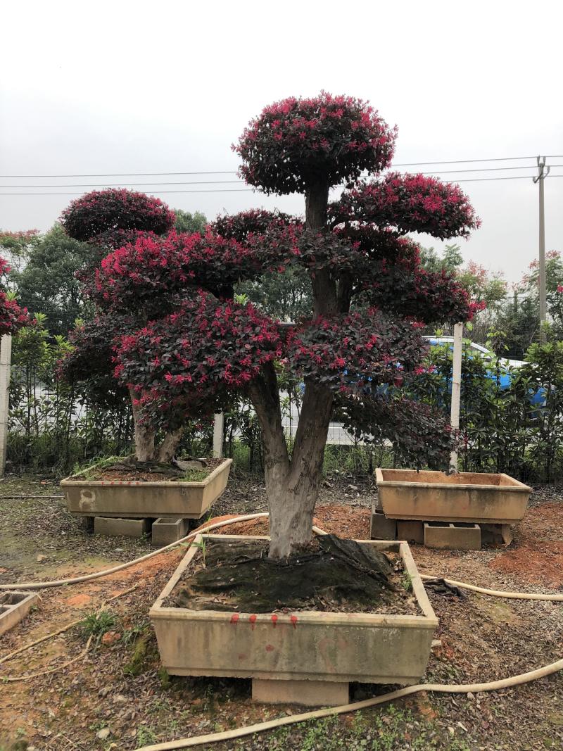 红花继木桩