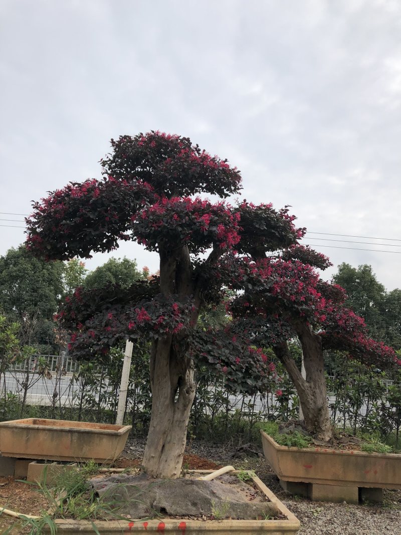 红花继木桩