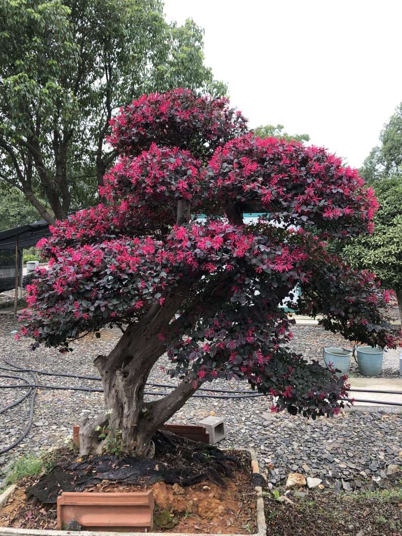 红花继木桩