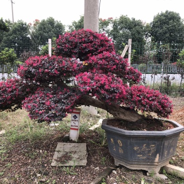 红花继木桩
