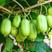 软枣猕猴桃苗龙城二号，愧绿，LD133多个品种