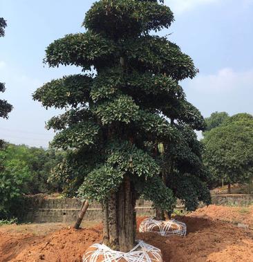 椤木石楠古桩 椤木石楠造型古桩 椤木石楠桩基