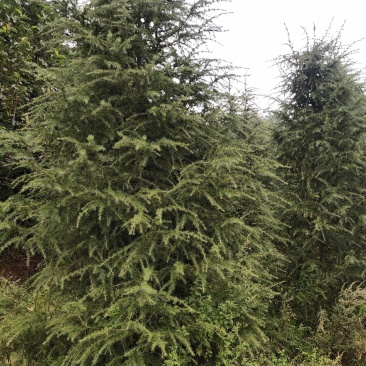 绿化苗木雪松大树急销售