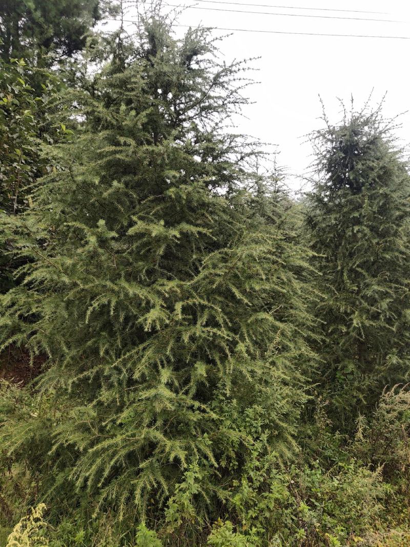 绿化苗木雪松大树急销售