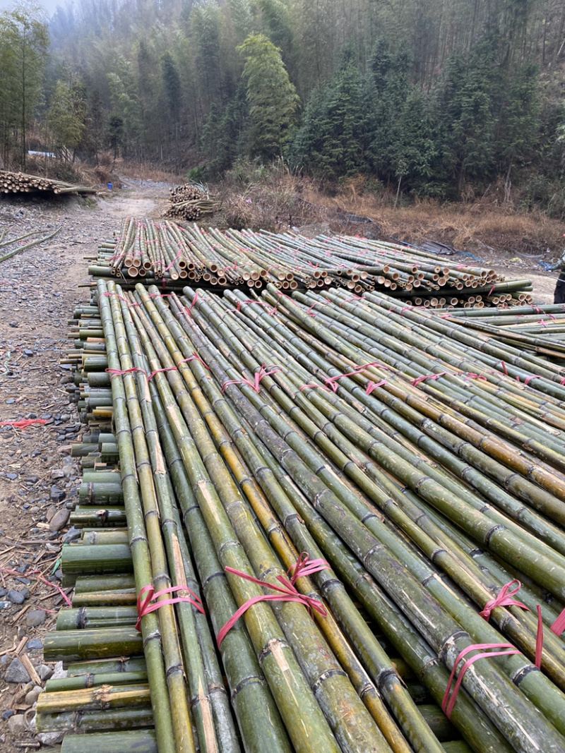 竹尾2至5米规格齐全产地货源品质好