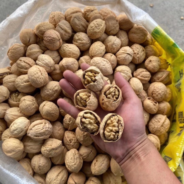 新疆薄皮核桃阿克苏2020新货唐山核桃