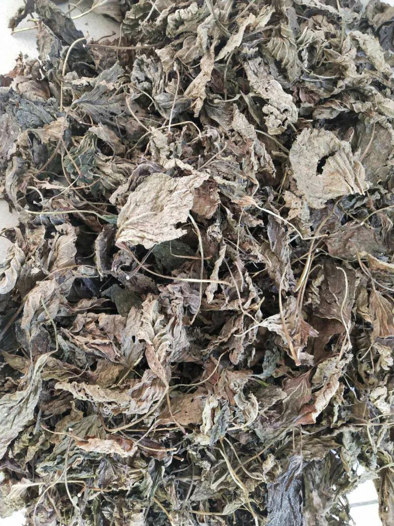 苏叶紫苏叶青苏叶落地苏叶